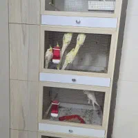 فروش عروس هلندی در جم|پرنده|جم, |دیوار