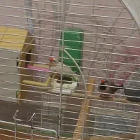 جفت فنچ کراواتی