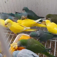 طوطی راهب جوجه و بالغ