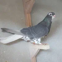 کفتر ماده شهری