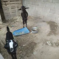 چابهار کمب بز بنگالی قیمت ۲۸ملیون