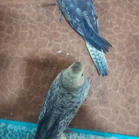 عروس هلندی جوجه|پرنده|قم, پردیسان|دیوار