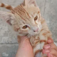 واگذاری گربه رایگان