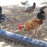 مرغ و خروس محلی گلین|حیوانات مزرعه|دوگنبدان, |دیوار