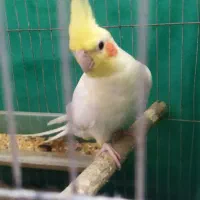 طوطی عروس جفت|پرنده|رشت, دیانتی|دیوار