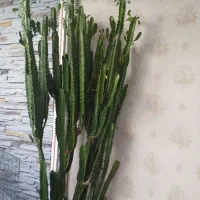 گل سانسوریا