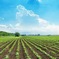 ویزیتور محصولات کشاورزی کود و سم