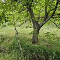 باغ گوزلدره|فروش خانه و ویلا|باغ حلی, |دیوار