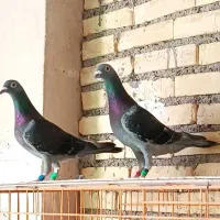 کبوتر پلاکی خرمشهر