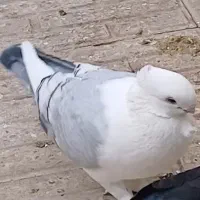 کبوتر ساتن گمشده|پرنده|شاهین‌شهر, شهرک گلدیس|دیوار