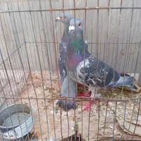 یک جفت سبز آلمانی نر مست