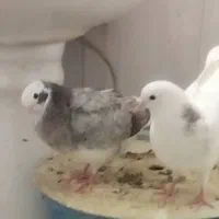 ۲دوجفت کبوتر شازده ای ۱جفت سفید مهر باجوجه هاش