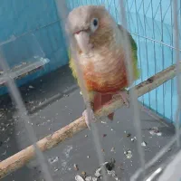 گرینچیک  نر کارداده