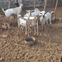 کهره و قوچ|حیوانات مزرعه|مهران (هرمزگان), |دیوار