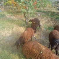 ۹راس بره بفروش میرسد|حیوانات مزرعه|انزل, |دیوار