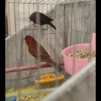 یازده جفت قناری رد فکتور و سوخته و یلو .موزایکی