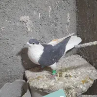 کبوتر گرفتنی و جوانه|پرنده|سبزوار, پاسداران|دیوار