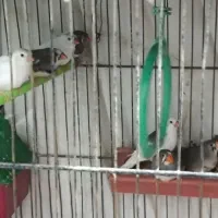 پرنده|پرنده|خمینی‌شهر, |دیوار