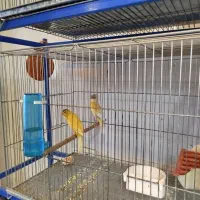 پرنده فروشی طاها