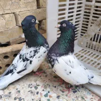 کله‌سیاه نر و ماده