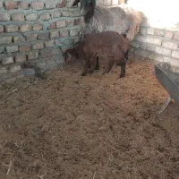 میش با بره و میش آبستن|حیوانات مزرعه|کاشان, درب اصفهان|دیوار