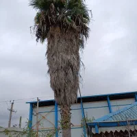 فروش 2 اصله درخت پالم تزیینی|گل و گیاه طبیعی|لیسار, |دیوار