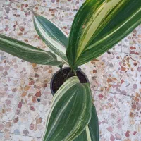 گل گلدون|گل و گیاه طبیعی|خمام, |دیوار