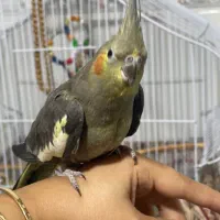 طوطی عروس رام|پرنده|رشت, گیل|دیوار