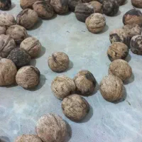 گردو