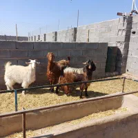 بز پاکستانی|حیوانات مزرعه|نگار, |دیوار