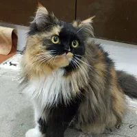 گربه پرشین ماده دارای شناسنامه پزشکی کاملآ دستی|گربه|بندر گناوه, |دیوار