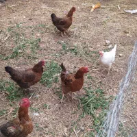 مرغ اصیل روستایی