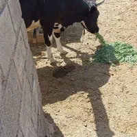 گاو امریکایی سه شکم زایده