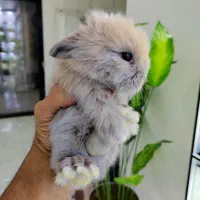 خرگوش لوپ