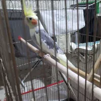عروس هلندی نر