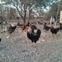 فروش مرع محلی با قیمت مناسب