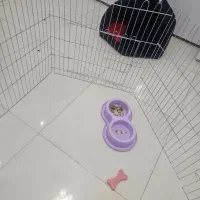 توله سگ|سگ|باقرشهر, |دیوار