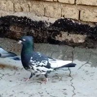 فروش دو جفت کفتر پلاکی و بهبهانی|پرنده|شیراز, کوشک میدان|دیوار