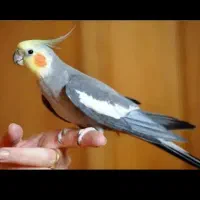 عروس هلندی گم شده در مقدم کوچه غلامی