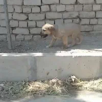سگ..|سگ|اراک, |دیوار