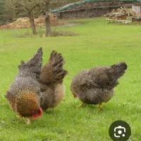 مرغ تخم گذار