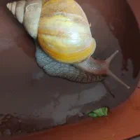 دو عدد حلزون|خزنده|ملارد, |دیوار