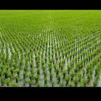 فروش زمین کشاورزی در شفت