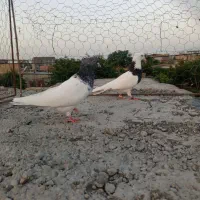 کبوتر رنگی