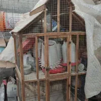 قفس مرغ و خروس قفس طوطی دانخوری و ابخوری