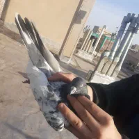 یک جفت کبوتر کله دم سبز درشت