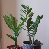 گل و گیاه