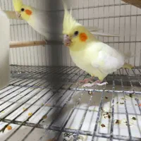 عروس هلندی جفت مولد تضمینی جفت خوب|پرنده|رزن, |دیوار