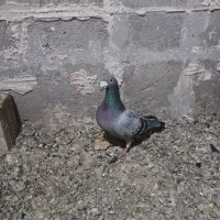 کبوتر دوبر نژاد دار