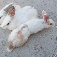 سه تا خرگوش بزرگ نر و ماده